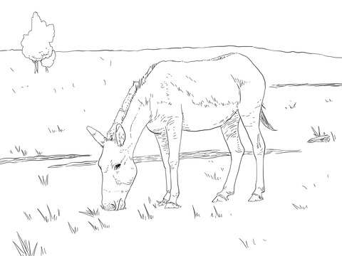 Kiang Wild Ass Coloring Page